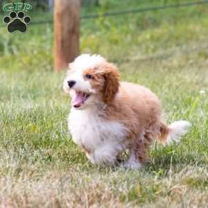 Marigold, Mini Bernedoodle Puppy